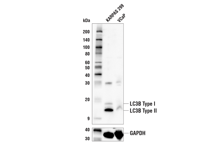 Western Blotting Image 4: LC3B (E7X4S) XP<sup>®</sup> Rabbit mAb