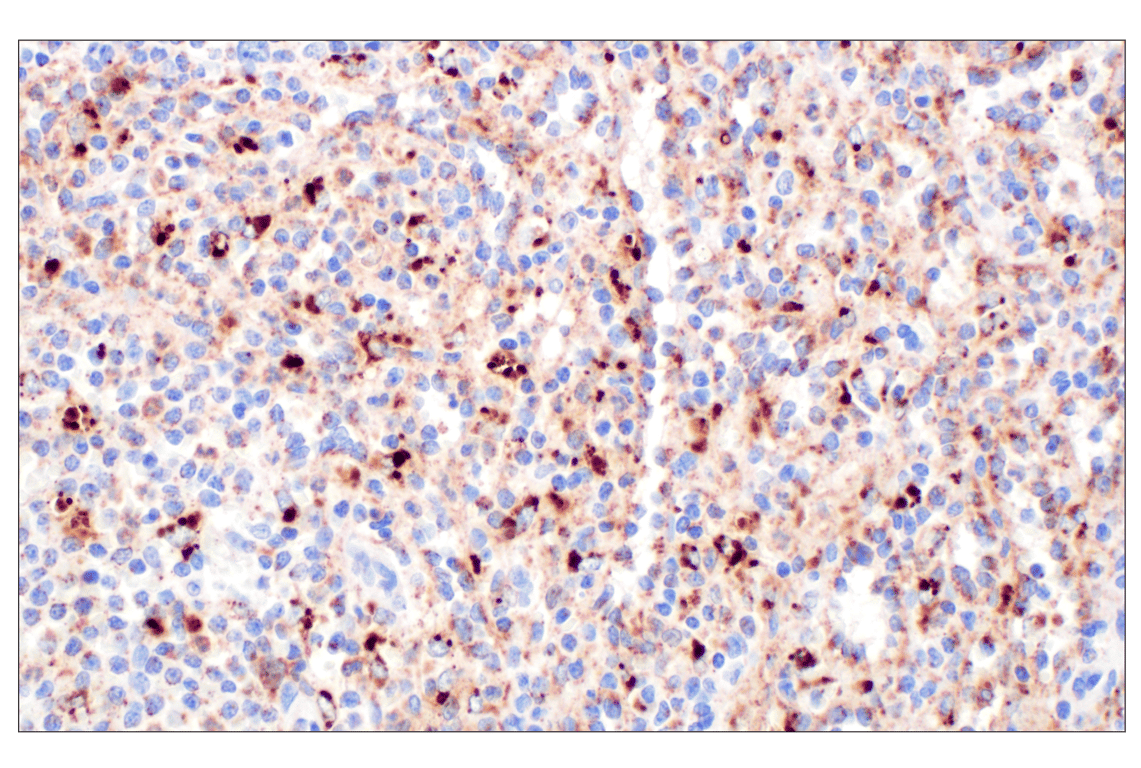 Immunohistochemistry Image 6: Cathepsin A (F8X9E) Rabbit mAb