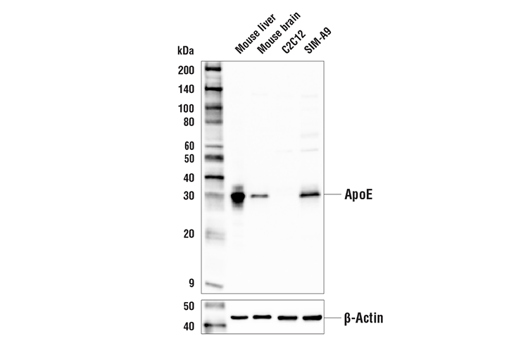 Western Blotting Image 1: ApoE Antibody