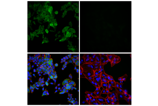 Immunofluorescence Image 1: Syk (D3Z1E) XP<sup>®</sup> Rabbit mAb (BSA and Azide Free)