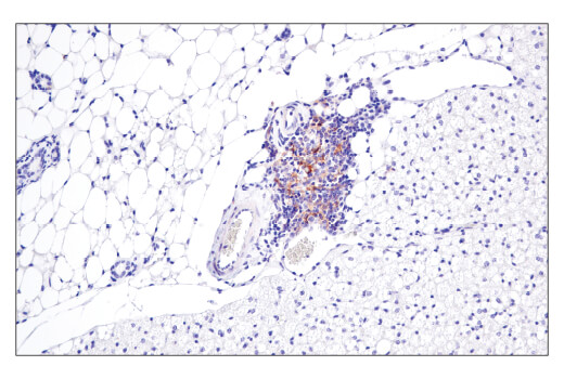 Immunohistochemistry Image 2: CD40 (E2Z7J) Rabbit mAb