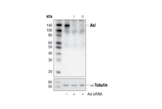 undefined Image 1: SignalSilence<sup>®</sup> Axl siRNA I