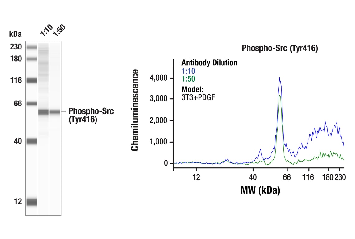 undefined Image 24: ALK Activation Antibody Sampler Kit