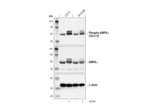 AICAR: Image 1