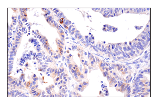 Immunohistochemistry Image 2: 4-1BBL/CD137L/TNFSF9 (E8W3P) Rabbit mAb (BSA and Azide Free)