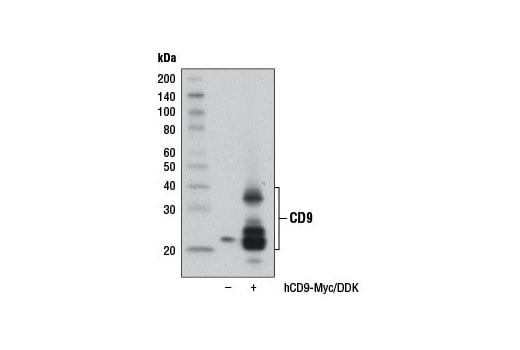 Western Blotting Image 2: CD9 (D3H4P) Rabbit mAb (BSA and Azide Free)