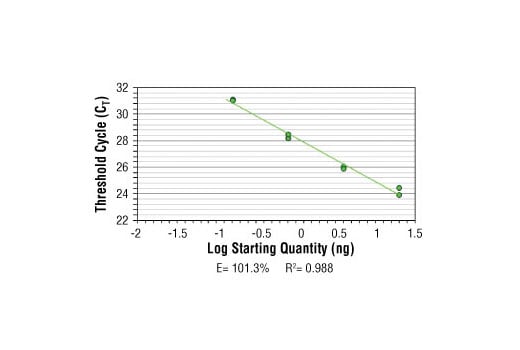 Chromatin Immunoprecipitation Image 2: SimpleChIP<sup>®</sup> Human γ-Actin Promoter Primers