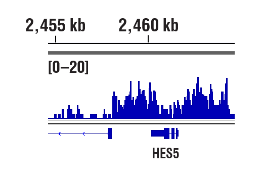 undefined Image 61: BAF Complex IHC Antibody Sampler Kit