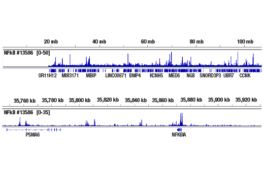 CUT & RUN Image 2: NF-κB1 p105/p50 (D4P4D) Rabbit mAb