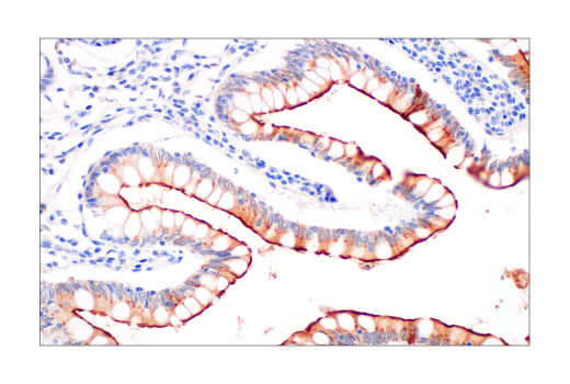 Immunohistochemistry Image 2: ACE2 (OTI1G4) Mouse mAb