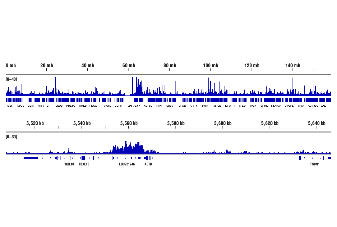 CUT & RUN Image 2: Phospho-Rpb1 CTD (Ser2) (E1Z3G) Rabbit mAb