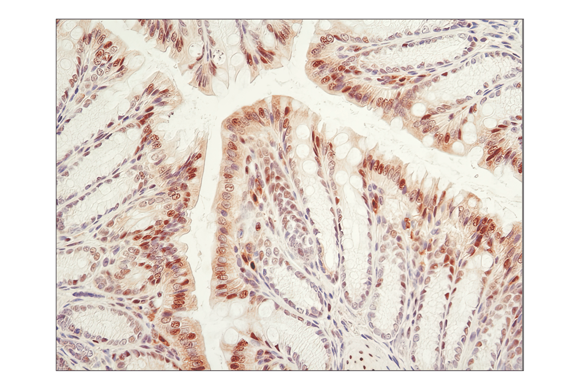 Immunohistochemistry Image 2: GAPDH (D16H11) XP<sup>®</sup> Rabbit mAb