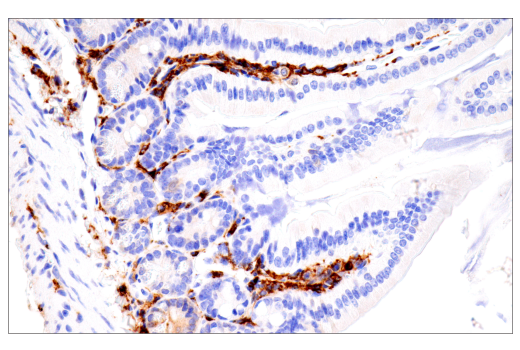 Immunohistochemistry Image 15: p22phox (E7Y1F) XP<sup>®</sup> Rabbit mAb