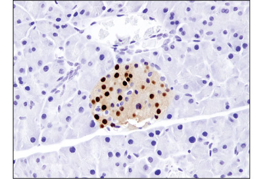 Immunohistochemistry Image 1: NKX6.1 (D8O4R) Rabbit mAb (BSA and Azide Free)