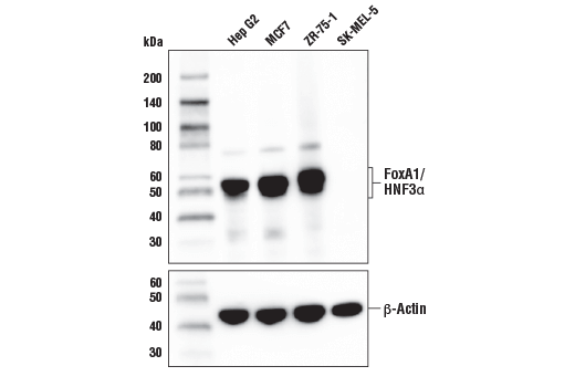 Western Blotting Image 1: FoxA1/HNF3α (E7E8W) Rabbit mAb (Biotinylated)