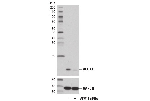 Western Blotting Image 2: APC11 (D1E7Q) Rabbit mAb