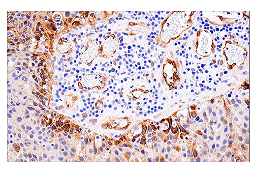 Immunohistochemistry Image 1: APP (E8B3O) XP<sup>®</sup> Rabbit mAb