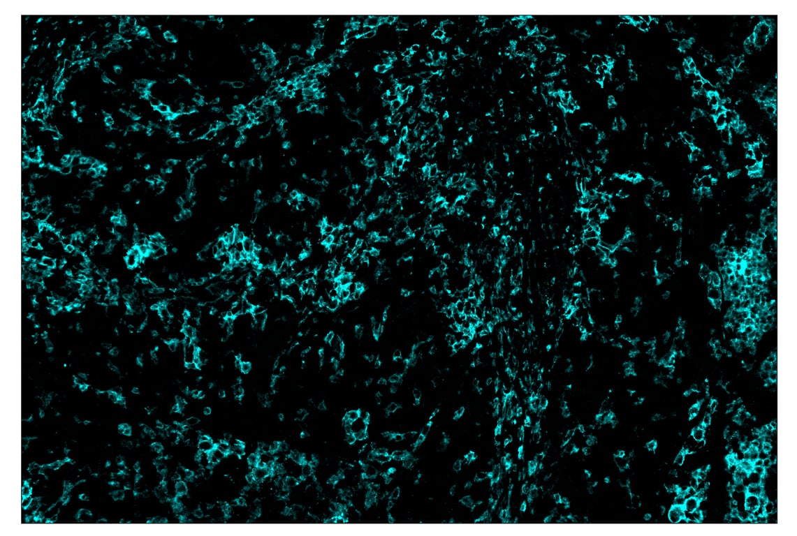 Immunohistochemistry Image 5: SIRPα/SHPS1 (D6I3M) & CO-0034-750 SignalStar<sup>™</sup> Oligo-Antibody Pair