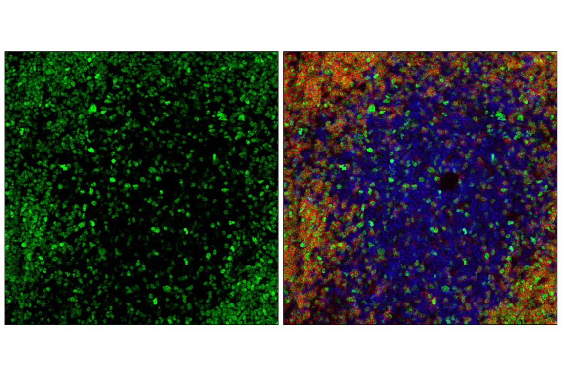 Immunofluorescence Image 2: POU2F2 (F3B7M) Rabbit mAb