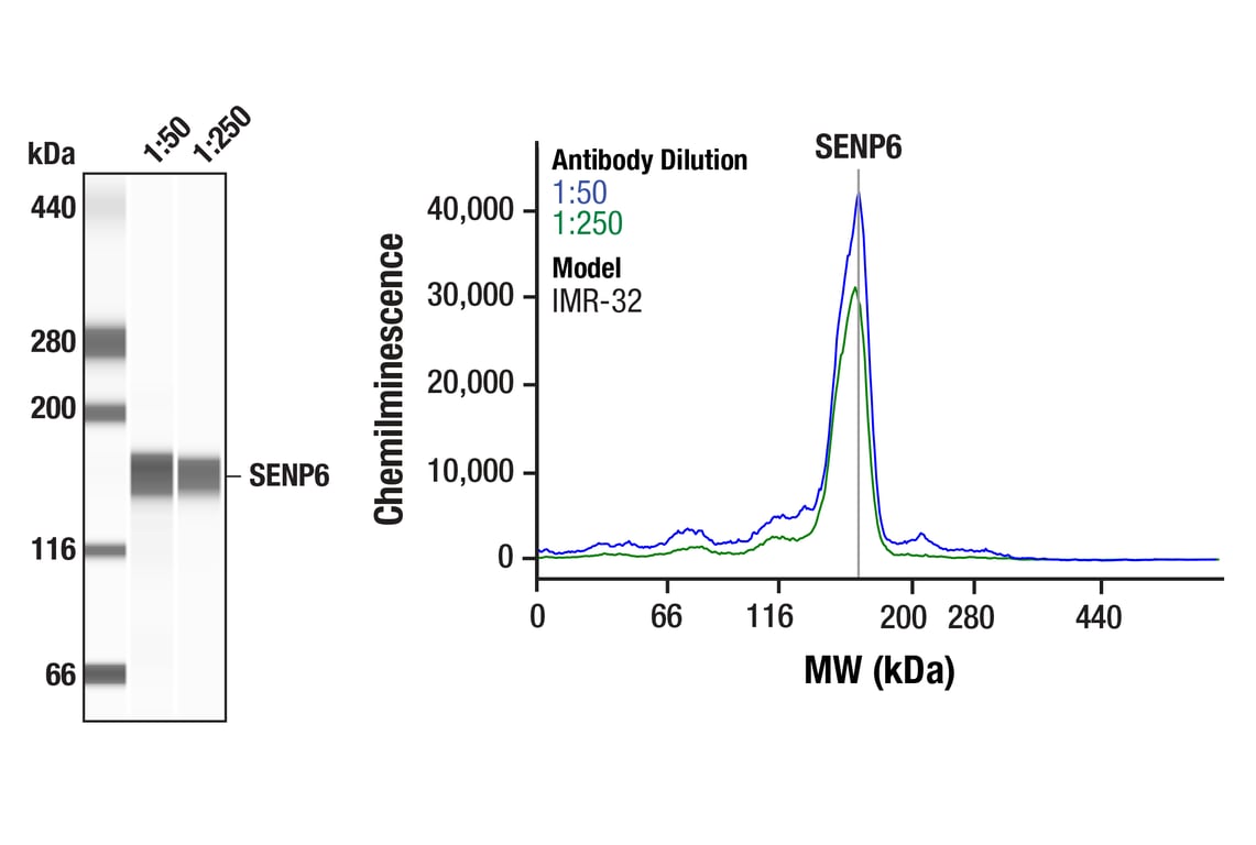 Western Blotting Image 1: SENP6 (F2K4K) Rabbit mAb