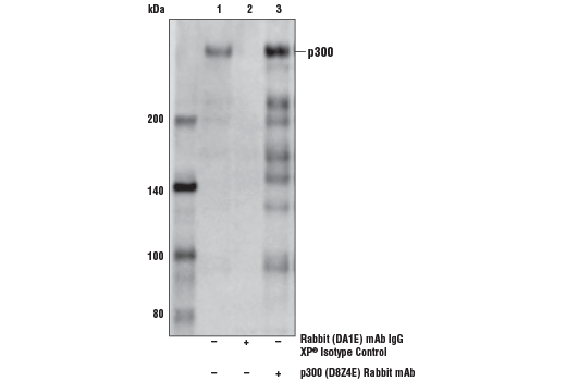 Immunoprecipitation Image 1: p300 (D8Z4E) Rabbit mAb