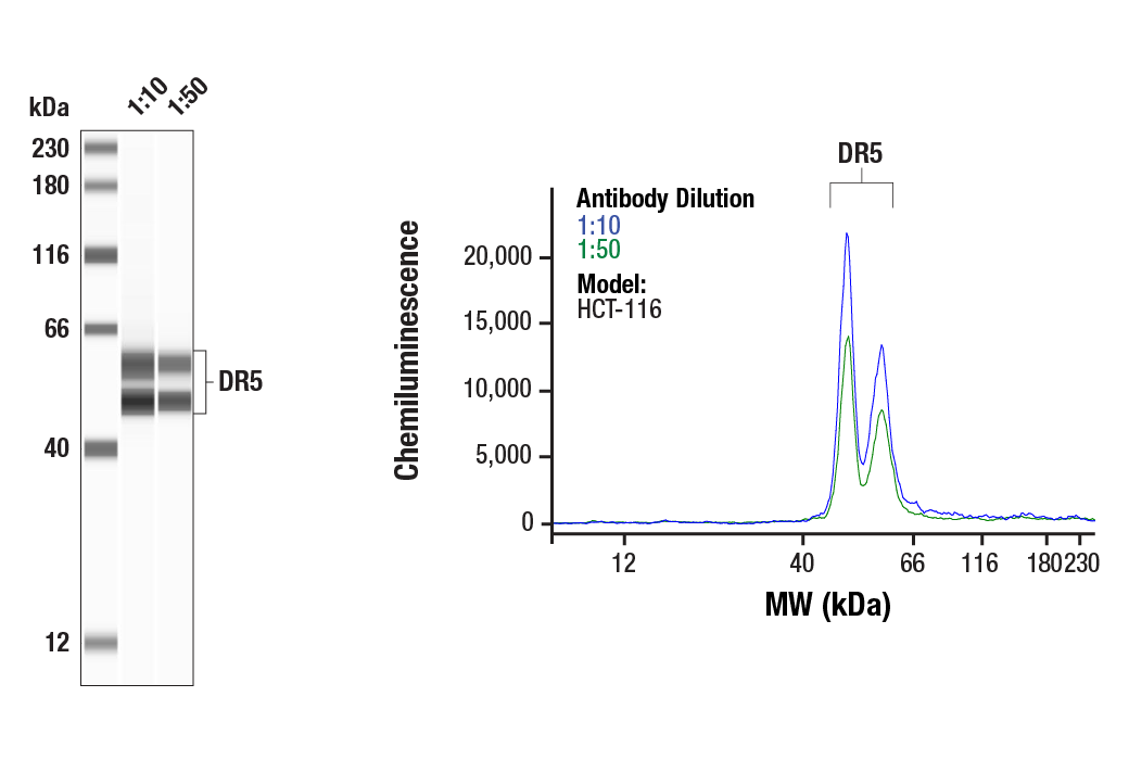 Western Blotting Image 1: DR5 (E9D7D) Rabbit mAb