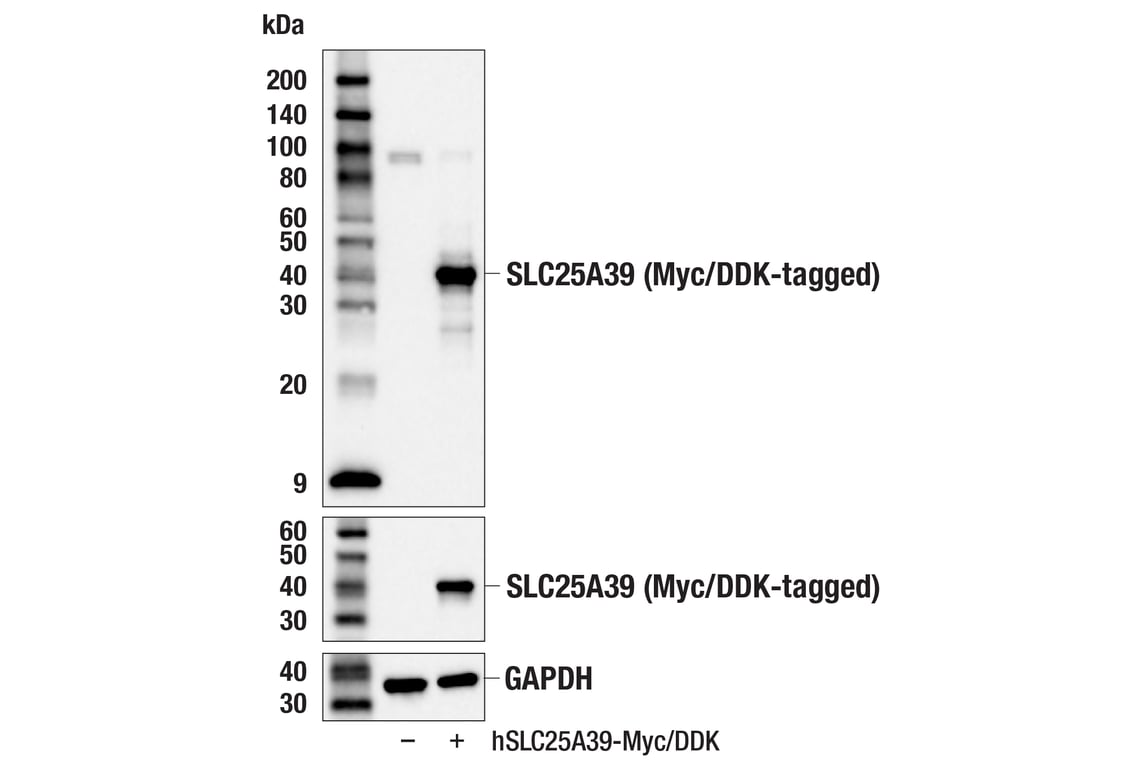 Western Blotting Image 3: SLC25A39 (F2F6O) Rabbit mAb