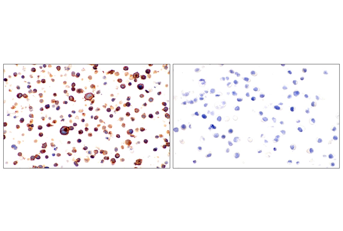 Immunohistochemistry Image 10: CD62L/L-Selectin (E7X9I) Rabbit mAb (BSA and Azide Free)