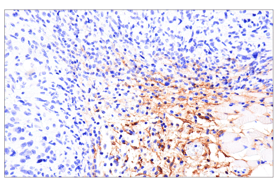 Immunohistochemistry Image 8: DPEP-1/MDP (E5H7T) Rabbit mAb