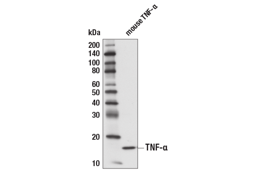 Western Blotting Image 2: TNF-α (D2D4) XP<sup>®</sup> Rabbit mAb