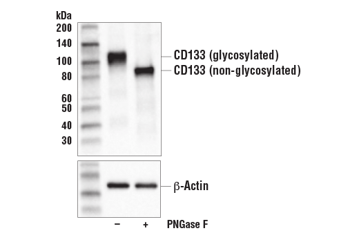 Western Blotting Image 2: CD133 (D2V8Q) XP<sup>®</sup> Rabbit mAb (BSA and Azide Free)