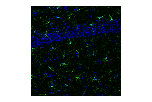 Immunofluorescence Image 4: Iba1/AIF-1 (E4O4W) XP<sup>®</sup> Rabbit mAb (BSA and Azide Free)