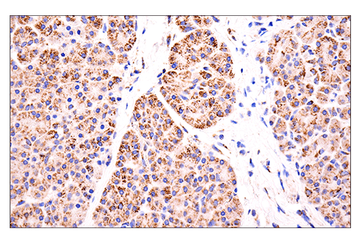 Immunohistochemistry Image 4: Glutaminase-1/GLS1 (E9H6H) XP<sup>®</sup> Rabbit mAb