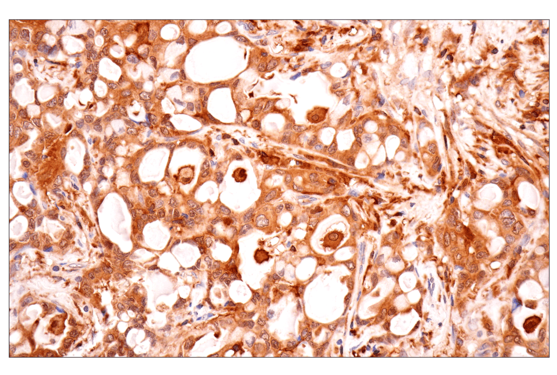 Immunohistochemistry Image 5: TRIM21 (D1O1D) Rabbit mAb