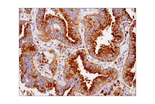 Immunohistochemistry Image 2: CD63 (D4I1X) Rabbit mAb (BSA and Azide Free)