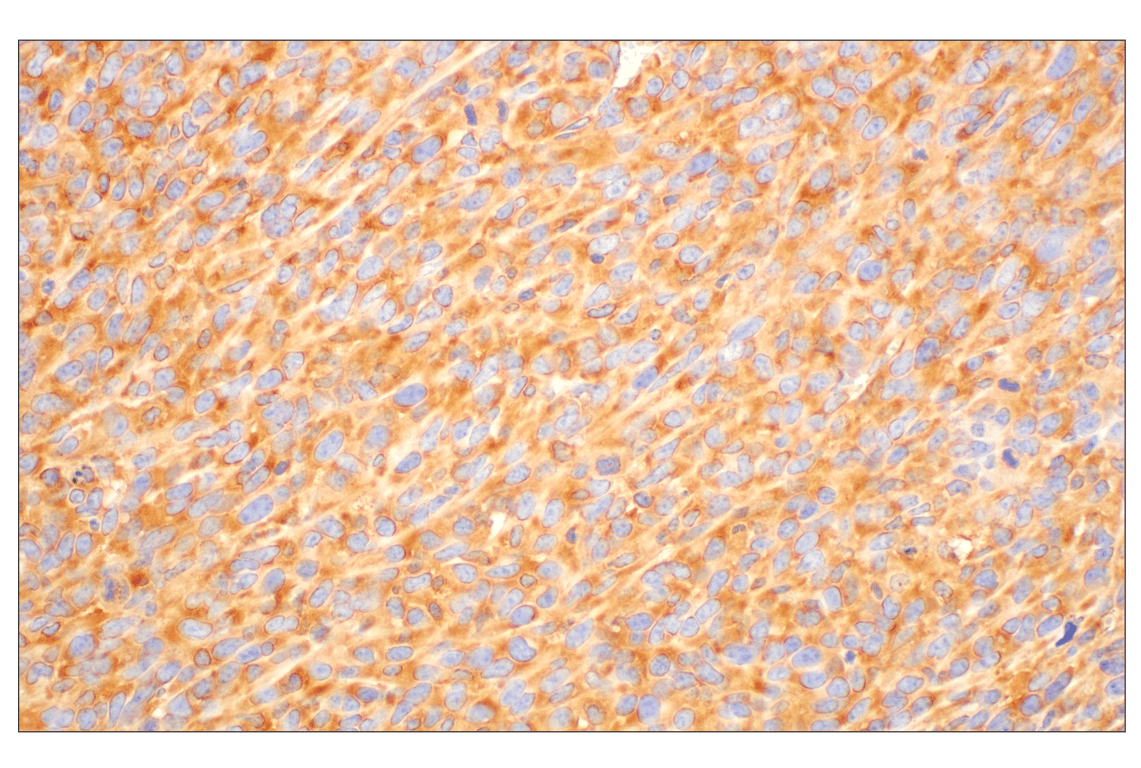 Immunohistochemistry Image 7: RACK1 (D59D5) Rabbit mAb