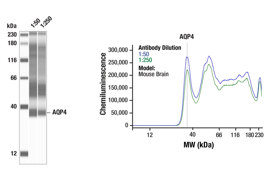 Western Blotting Image 1: AQP4 (D1F8E) XP<sup>®</sup> Rabbit mAb