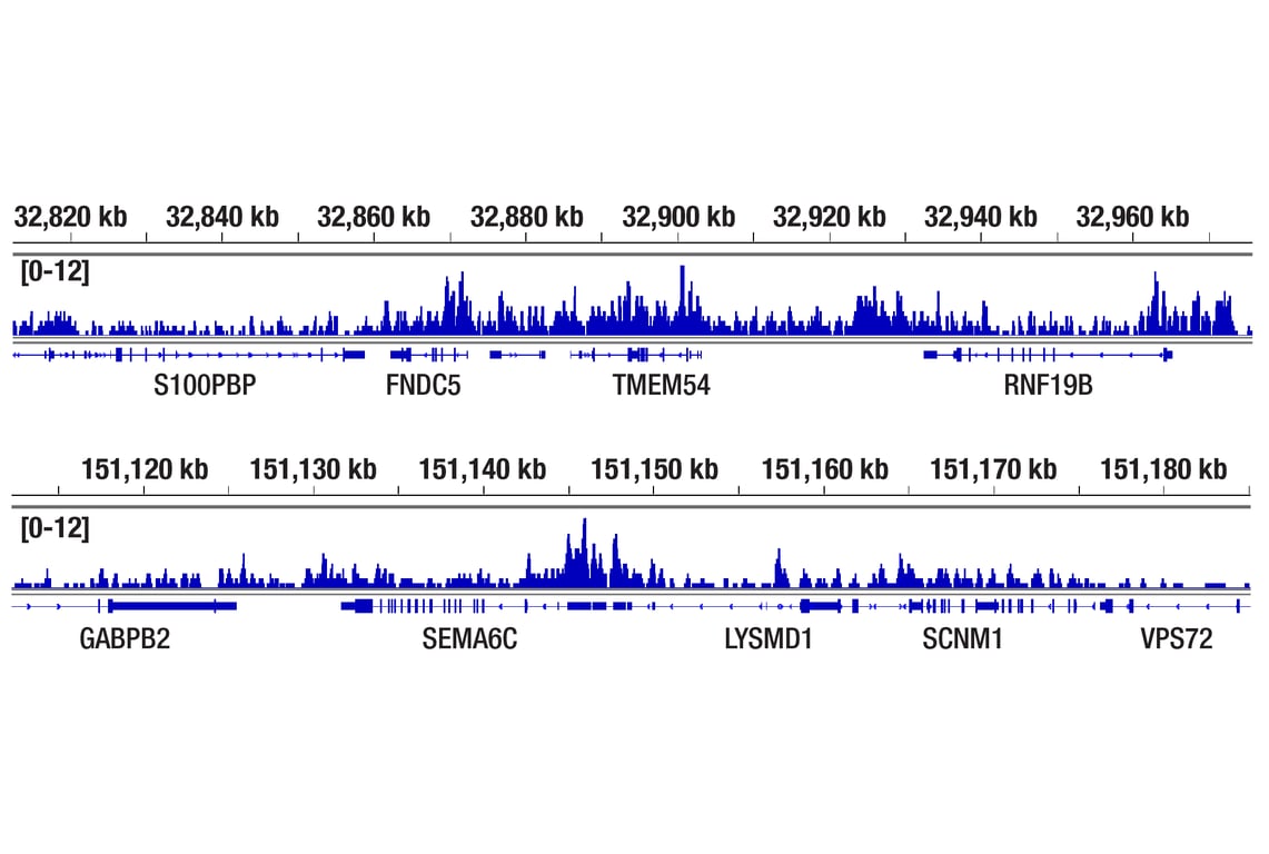 CUT & RUN Image 2: Ubiquityl-Histone H2A (Lys119) (D27C4) XP<sup>®</sup> Rabbit mAb