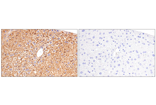 undefined Image 31: Late-Onset Alzheimer's Disease Risk Gene (Mouse Model) Antibody Sampler Kit