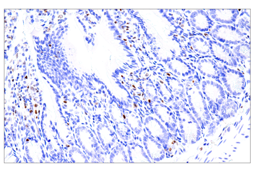 Immunohistochemistry Image 3: RUNX3/AML2 (D6E2) Rabbit mAb
