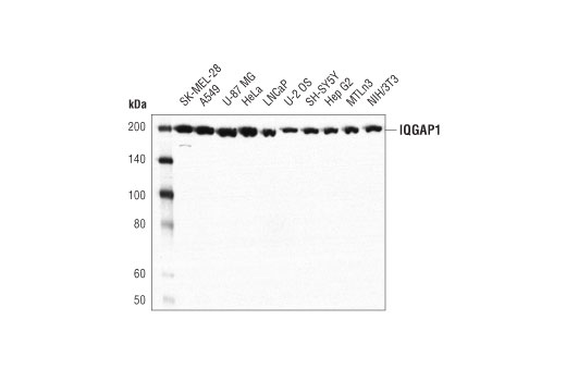 Western Blotting Image 1: IQGAP1 (D8K4X) XP<sup>®</sup> Rabbit mAb