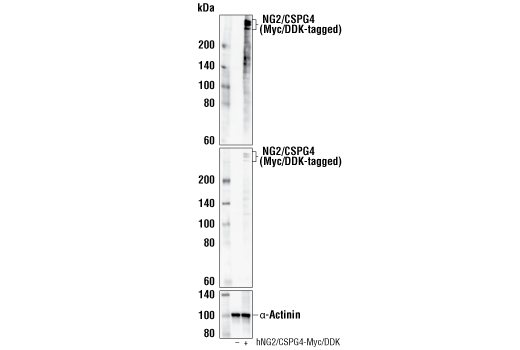 Western Blotting Image 2: NG2/CSPG4 (E3B3G) XP<sup>®</sup> Rabbit mAb (BSA and Azide Free)