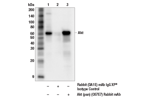 Immunoprecipitation Image 1: Akt (pan) (C67E7) Rabbit mAb