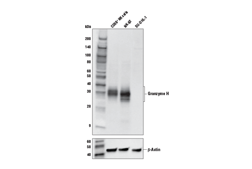 Western Blotting Image 1: Granzyme H (E4T2E) Rabbit mAb