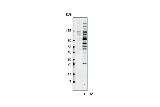 Western Blotting Image 1: Phospho-ATM/ATR Substrate Motif [(pS/pT) QG] MultiMab<sup>® </sup> Rabbit mAb mix