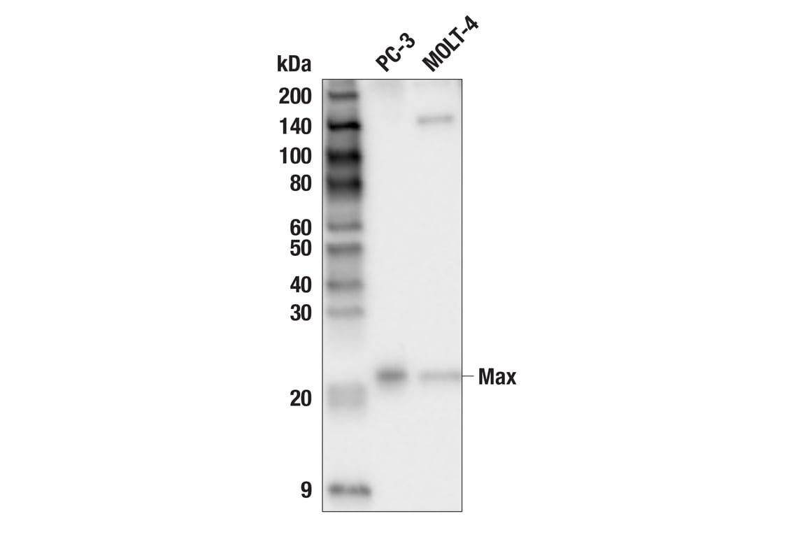 Western Blotting Image 3: Max (E6F6Y) Rabbit mAb