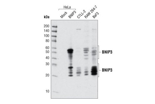 Western Blotting Image 2: BNIP3 Antibody