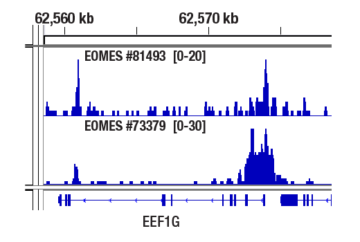 undefined Image 53: Human Exhausted T Cell Antibody Sampler Kit