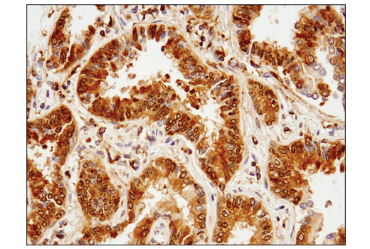 Immunohistochemistry Image 2: Phospho-Glycogen Synthase (Ser641) (D4H1B) XP<sup>®</sup> Rabbit mAb (BSA and Azide Free)