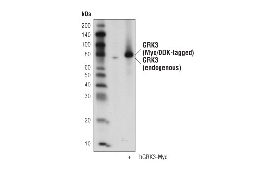 Western Blotting Image 2: GRK3 (D8G6V) Rabbit mAb